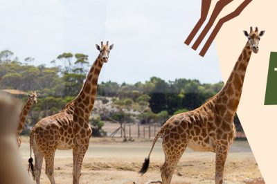Monarto Safari Park, kids free in May 2024